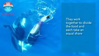 Killer Whales Hunting Pygmy Sperm Whale in Raja Ampat