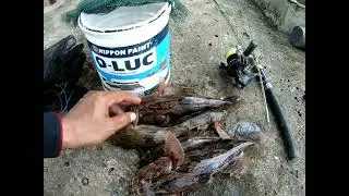 Masih Gacoorr.. !!! Mancing Bloso Waduk Reservoir Citra Raya..