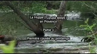 La Huppe en Provence - Partie 2 : Première couvée au printemps
