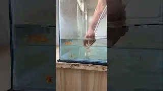 Mom Started New Year Cleaning! The Fish Tank First! 😲🐠