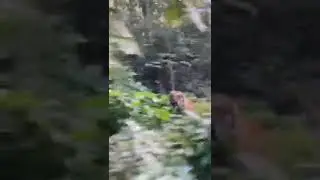 Tiger attack in Uttarakhand #uttarakhand #shorts