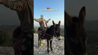 Donkey Rider Tcios
