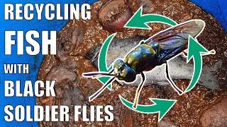 Composting a Fish with Black Soldier Fly Larvae (BSFL) & Garden Update