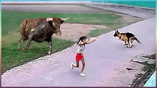 Des Actes H&eacute;ro&iuml;ques D'animaux Captur&eacute;s &Agrave; La Cam&eacute;ra! Les Animaux Aident Les Gens !