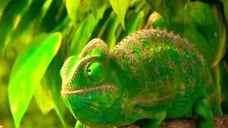 Funny cartoon - Chameleon (Animation)