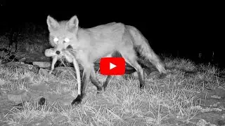 Sound up! The fox caught a rattle snake among other prey
