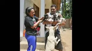 Bali Dog pups, nursing and learning to eat solid food