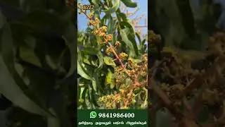 Imported Australian Mango | Easy Harvesting Mango. #mango #terracegarden