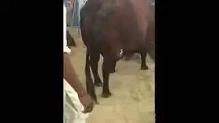 HEAVY LAAL NUKHRA SOLD!!!! JAMAL CATTLE FARM 2018