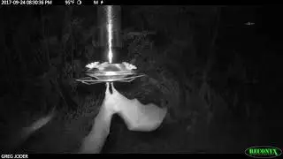 Lesser Long-nosed Bats