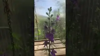 Late Afternoon Larkspur