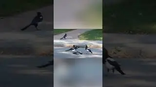 Как Сороки прощаются с умершими сородичами