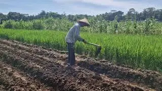 INNOVATIVE METHOD TO BUILD SOIL MOUNDS USING SIMPLE FARMING TOOLS! -Agriculture Farming