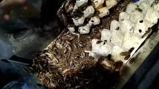 Lobster Roaches - quick look