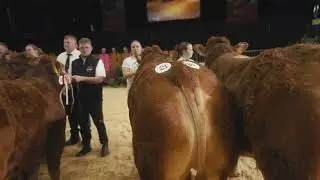 Limousin - Siegerauswahl