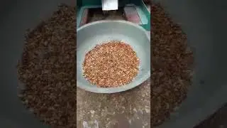 Pine Nut Sheller