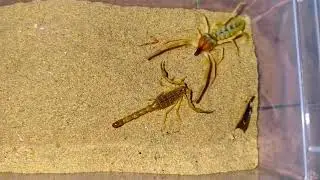 Camel Spider vs Yellow Scorpion 🦂🕷️ | Deadly Desert Battle You Can&rsquo;t Miss! #insect #scorpion  