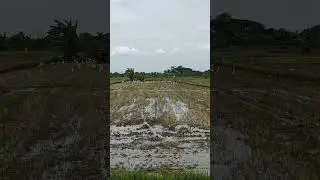 Mutualisme Petani & Burung kuntul