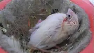 19 day old canary