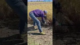 How Farmers Harvest Rice by Hand! #SmartFarming #HarvestLife