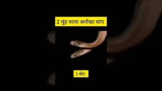 दो मुंह वाला अनोखा सांप 🐍||snake video||#snake viral video 🐍||@Factfaster||#fasterfact