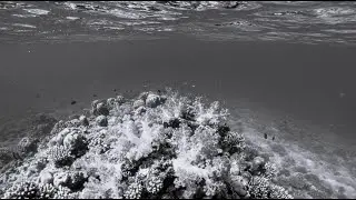 Coral Reef ~Asturias Healing Piano Collection~