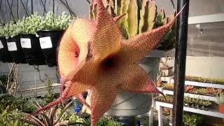 Opening Bud and Housefly Pollination of Stapelia