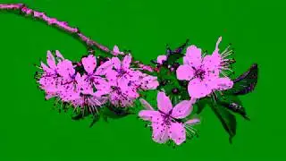 cherry blossom #no copyright #free stock video #nature #nord studio #youtube audio library