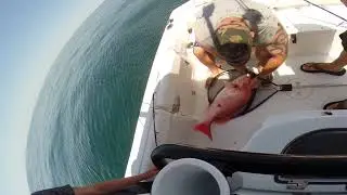 Big Red Snapper!!