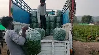 सागर टू कानपुर सुपर फास्ट मंडी 🚀🫑🫑🫑