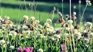 Garden Slumber #adampalmermusic