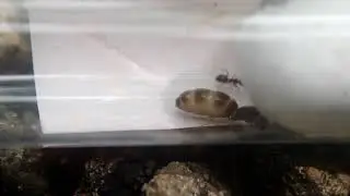 Physogastric Lasius americanus