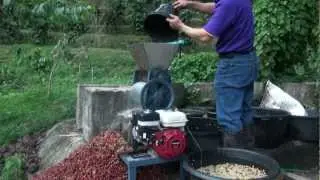 CMU Coffee Plantation Chiang Mai 0.1.mp4