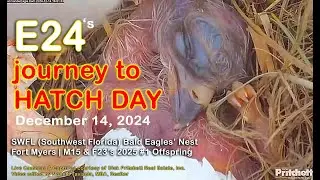 E24 Hatch Day Journey | Dec 14 2024 | SWFL Bald Eagles Nest