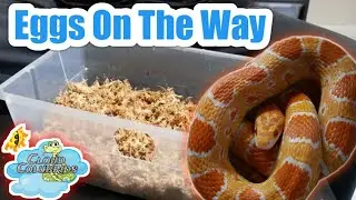Easiest way to make a Egg Laying Box For Your Snakes 🐍(how to make a humid hide)
