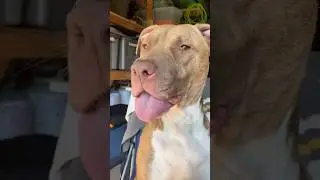 The Sweetest Pit Bull Mix You&rsquo;ll Ever Meet! #shorts #pitbullmix #doglover