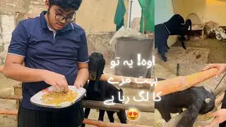 Bakrion k liye  winter me best diet ||Winter Care of Goats #goats #pets #vlog #pets Setup 