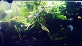 Community Aquarium Restocking: Final Fish Haul (For Now)