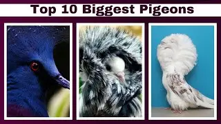 Top 10 Most Biggest Pigeons