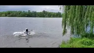 Trumpeter swan FR