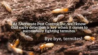 Get Quality Termite Extermination in Weston FL | Accurate Pest Control