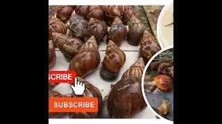 Recover many snails and animals washing with my hand.#fishing #snail #gardenanimal #snaillife