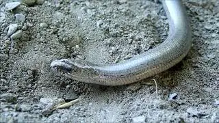 Hazelworm op zoek naar een plek om te vervellen