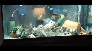 75G before and after water change