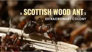 Ant Colony Extraordinaire || EXTREME close up