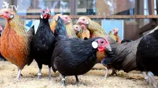 Bantam von Uwe Harbeck (Rassegeflügel)
