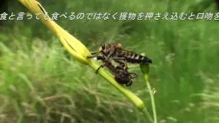 シオヤアブ