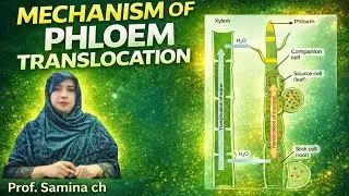 Mechanism of Phloem Translocation | Pressure Flow Hypothesis | Transport of Food in Plants