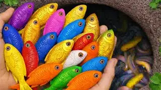 Catch Colorful Aquarium Fish in Giant Colorful Egg, Tiger Tetra, Pencil Fish, Eel, Baby Turtle,Koi