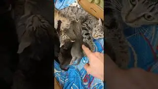 four kittens at the milk bar. #nursing #fosterkittens